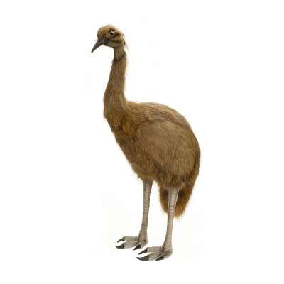 Life-size and realistic plush animals.  2676 - EMU