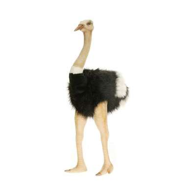 Life-size and realistic plush animals.  3268 - OSTRICH