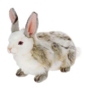 RABBIT