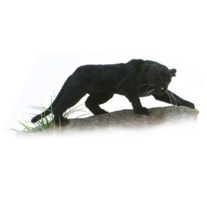 PANTHER