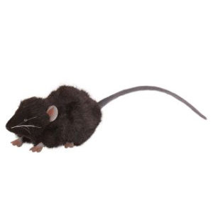 MICE