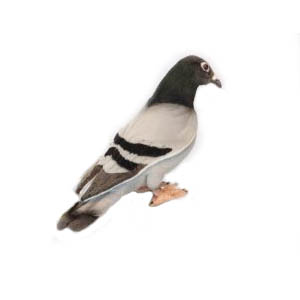 Life-size and realistic plush animals.  6299 - PIGEON 11''L
