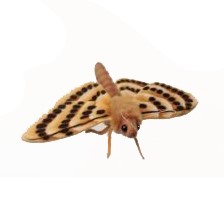 Life-size and realistic plush animals.  6553 - MOTH  7.9"L