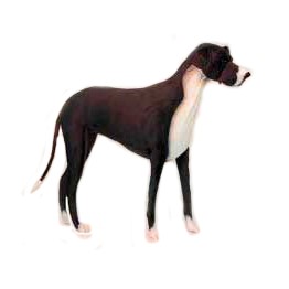 Life-size and realistic plush animals.  6677 - GREAT DANE 69'' L